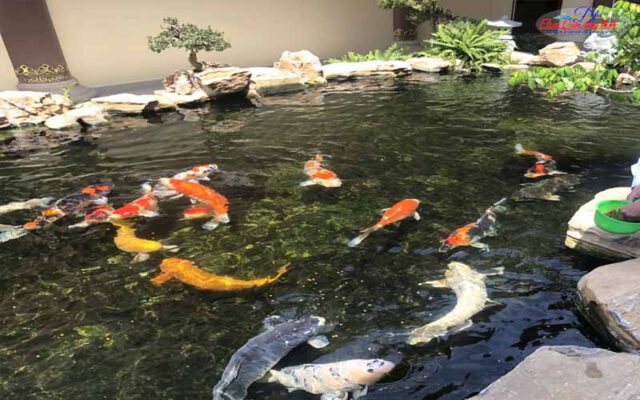 các loại cá koi nhật
