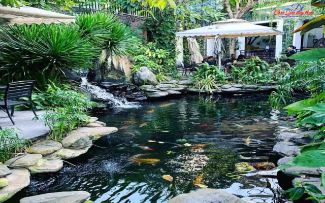 cây thủy sinh hồ cá koi