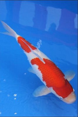 cá koi giống Kohaku