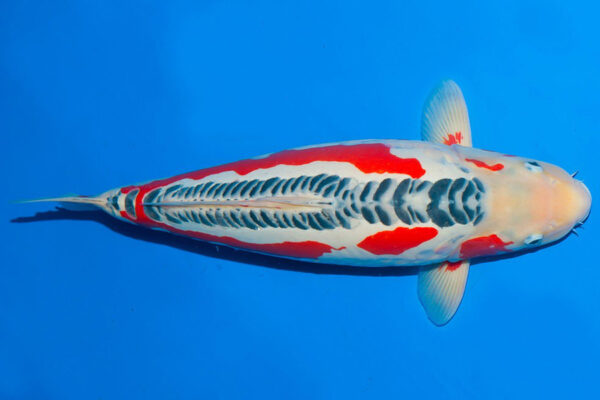 cá koi giống Shusui