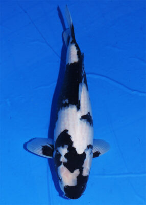 cá koi giống Utsurimono