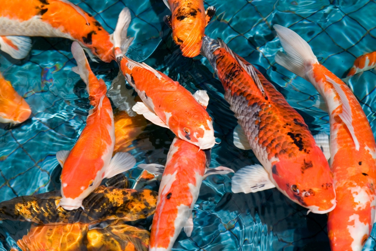 Cá Koi - Nghệ Thuật Nuôi Và Thiết Kế Hồ Cá Đẳng Cấp Tại Việt Nam