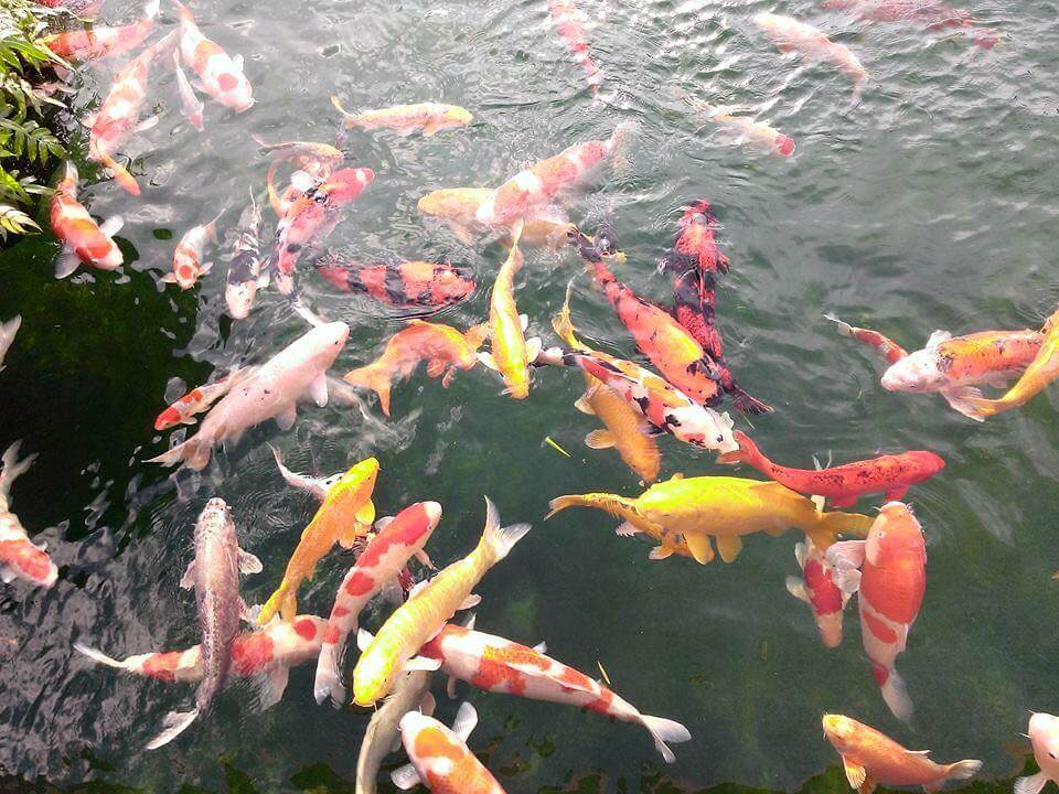 Cá Koi - Nghệ Thuật Nuôi Và Thiết Kế Hồ Cá Đẳng Cấp Tại Việt Nam