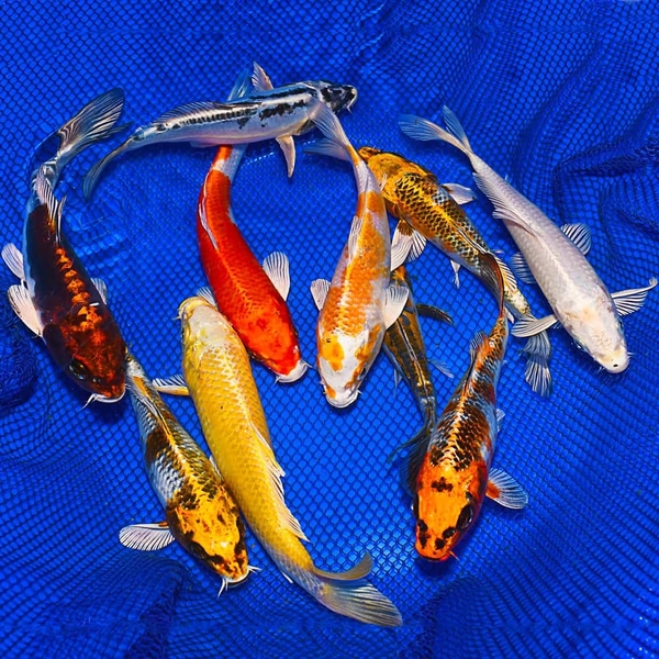 Cá Koi - Nghệ Thuật Nuôi Và Thiết Kế Hồ Cá Đẳng Cấp Tại Việt Nam