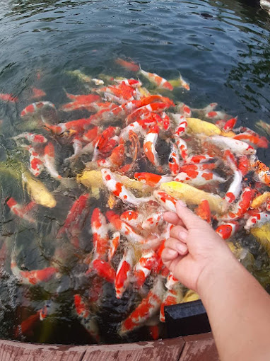 Cá Koi - Nghệ Thuật Nuôi Và Thiết Kế Hồ Cá Đẳng Cấp Tại Việt Nam