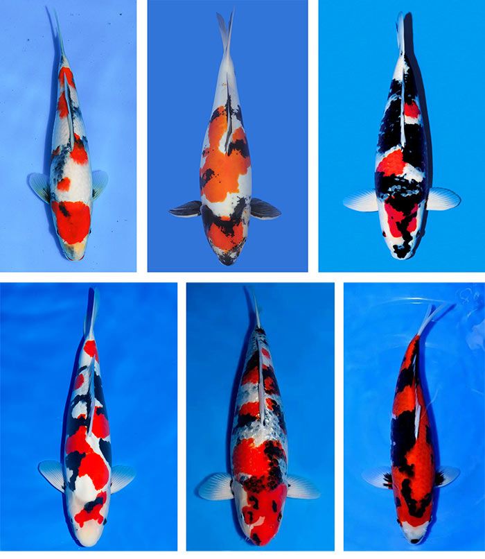 Cá Koi - Nghệ Thuật Nuôi Và Thiết Kế Hồ Cá Đẳng Cấp Tại Việt Nam