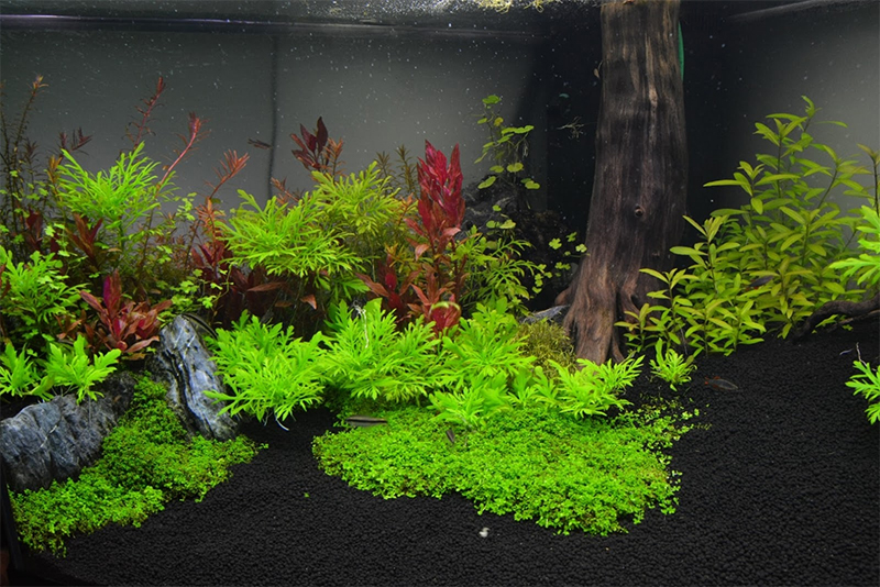 cây thủy cúc trồng hồ cá