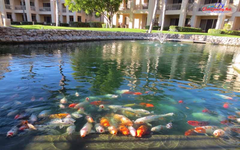 Chi phí thiết kế thi công hồ cá koi Đà Lạt Lâm Đồng là bao nhiêu