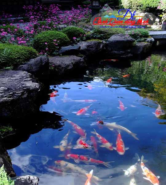 lưu ý nuôi cá koi