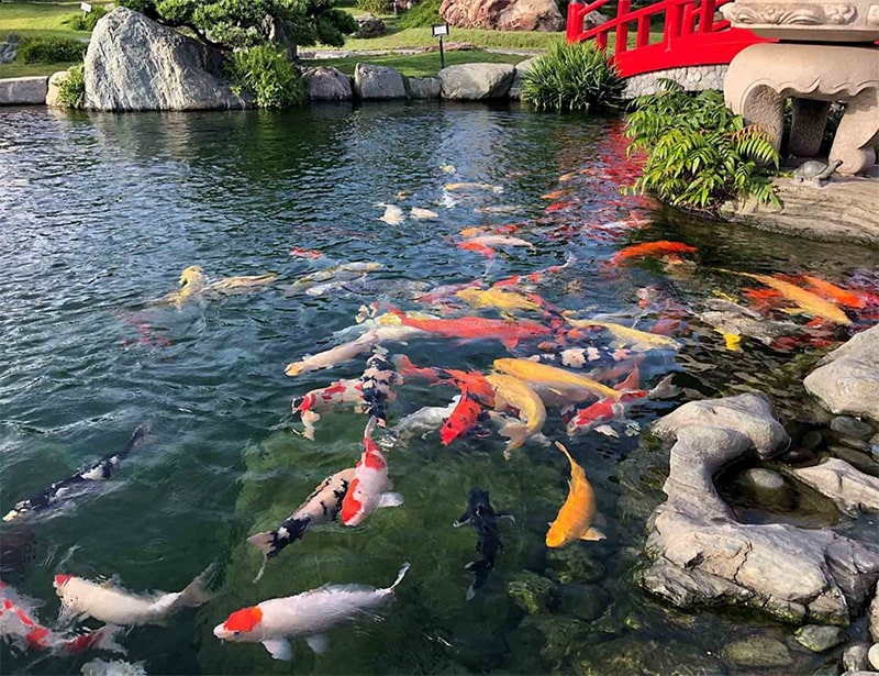 độ pH hồ cá koi