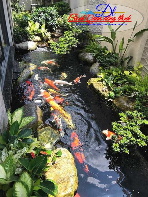 hồ cá koi củ chi t920231