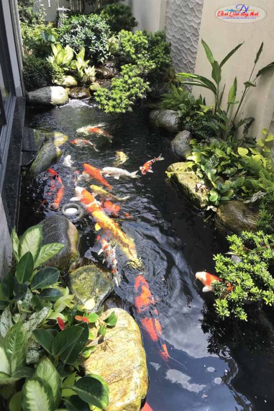 thi công hồ cá koi