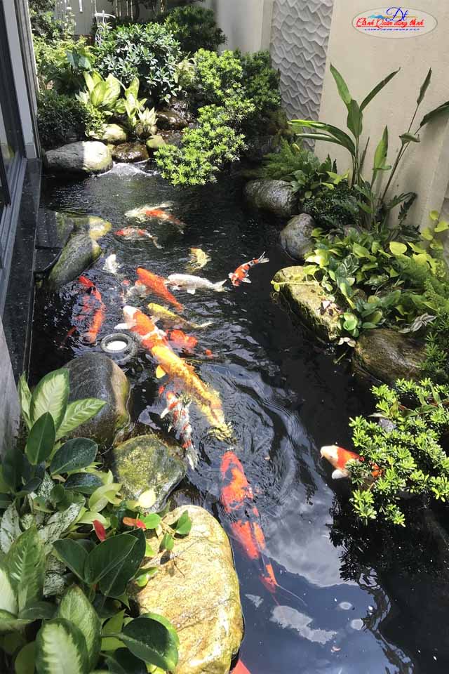 hồ cá koi ngoài trời đẹp