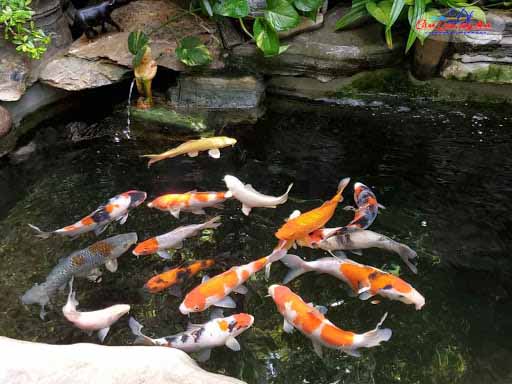 hồ cá koi ngoài trời đẹp