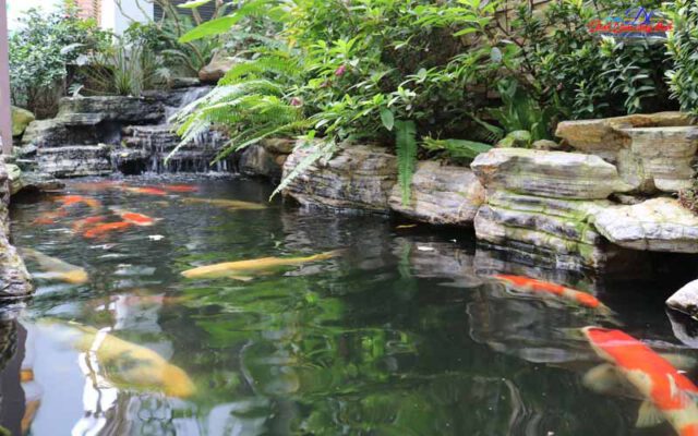 thiết kế hồ cá koi đẹp ngoài trời