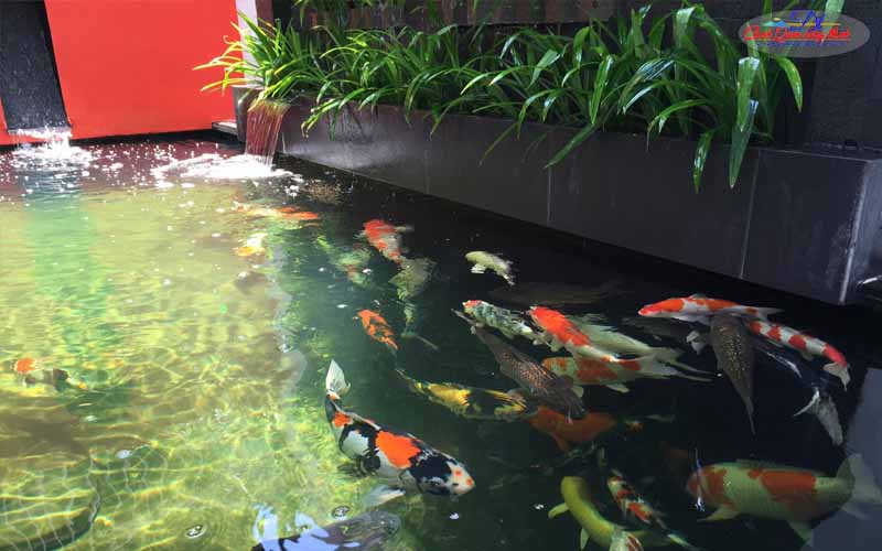 hồ cá koi ngoài trời đẹp