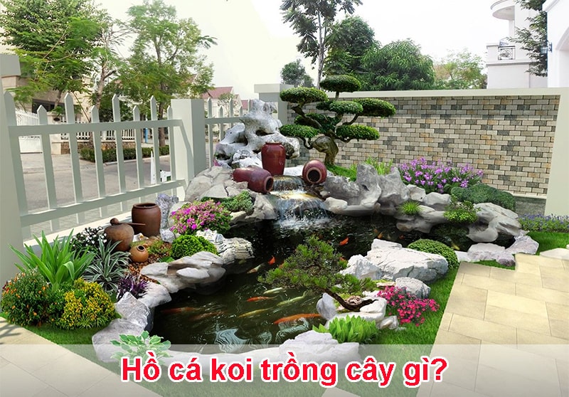 hồ cá koi trồng cây gì