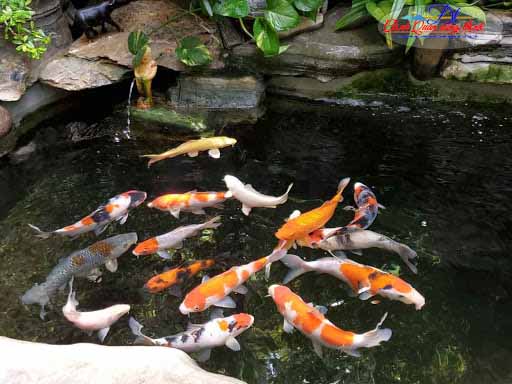 cách chọn giống cá koi tốt