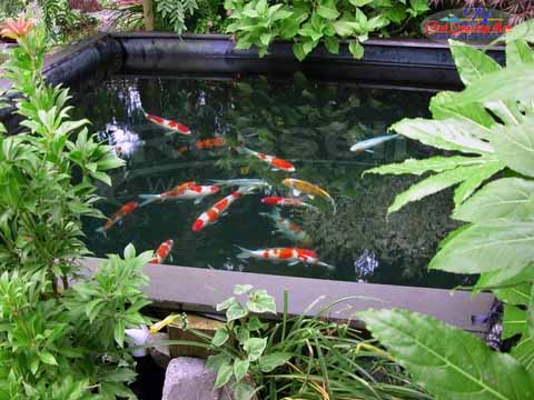cây thủy sinh hồ cá koi