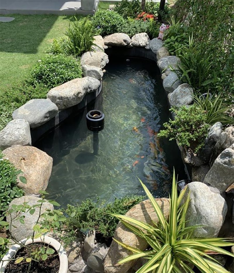 mau ho ca koi mini dep 01