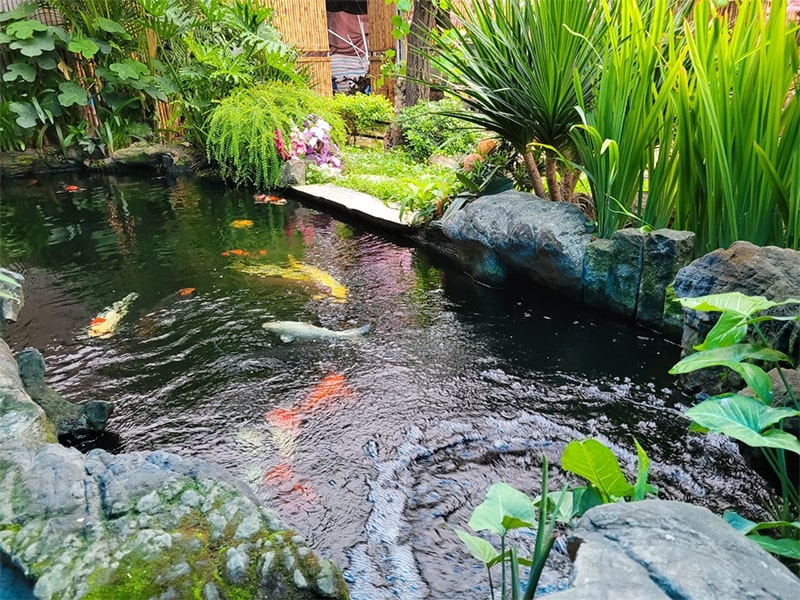 mau ho ca koi mini dep 06