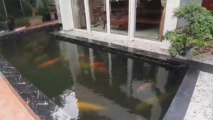 nguyên nhân hồ cá koi bị đục không trong nước