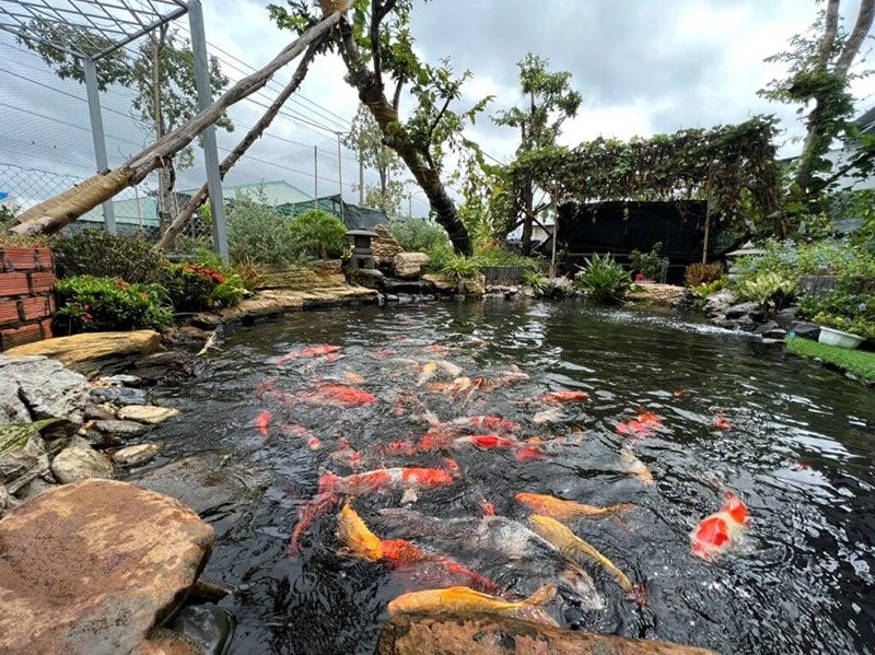 Quy trình thi công hồ cá koi 05