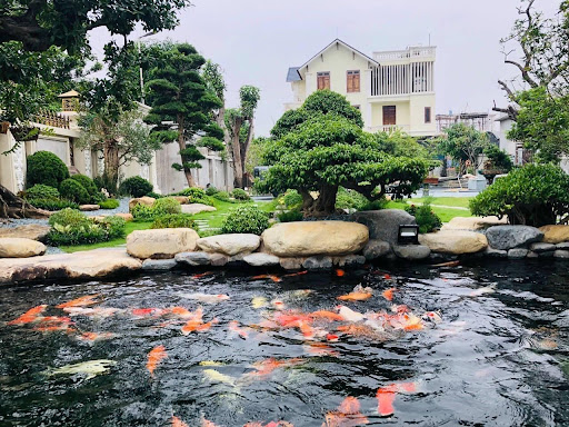 Thi công hồ cá koi Vĩnh Long - Khám phá nghệ thuật trang trí không gian sống
