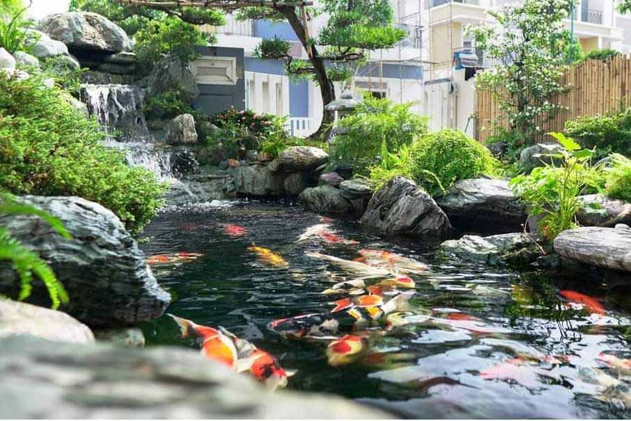 thiết kế hồ cá koi 12