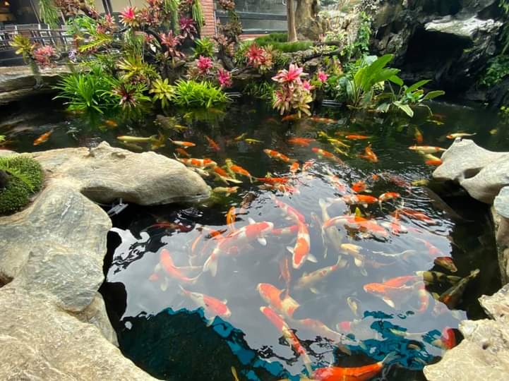 thiết kế hồ cá koi 2