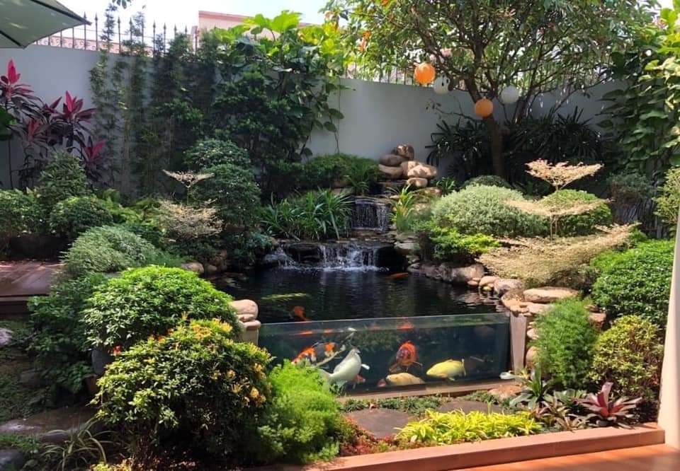 thiết kế hồ cá koi 4