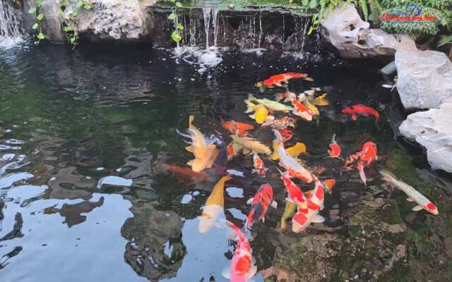 cách chọn giống cá koi tốt