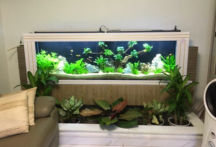 Tiểu cảnh hồ cá trong nhà 2