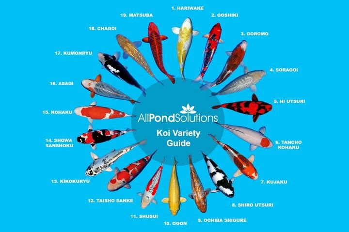 Tổng quan về các loai koi