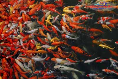 Tư vấn chọn cá koi chuẩn Nhật Bản