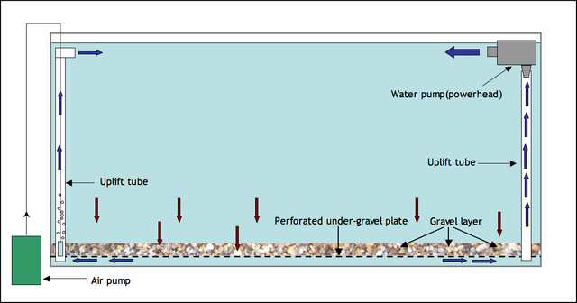những điều cần biết khi nuôi cá trong bể