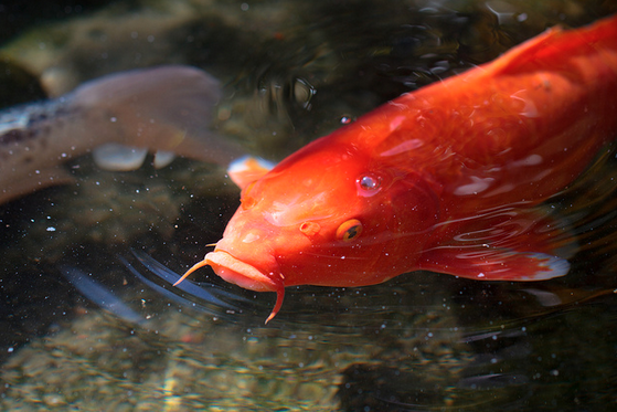 ý nghĩa và bí ẩn của cá koi